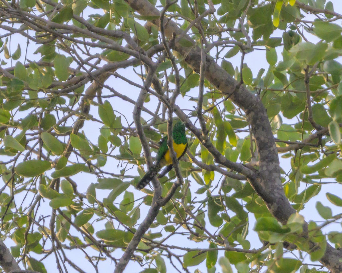 Желтобрюхая кукушка - ML646831462