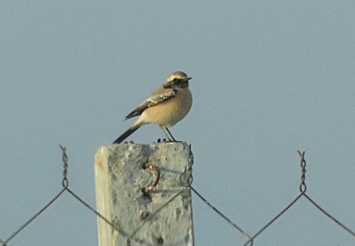 סלעית מדבר - ML646831463