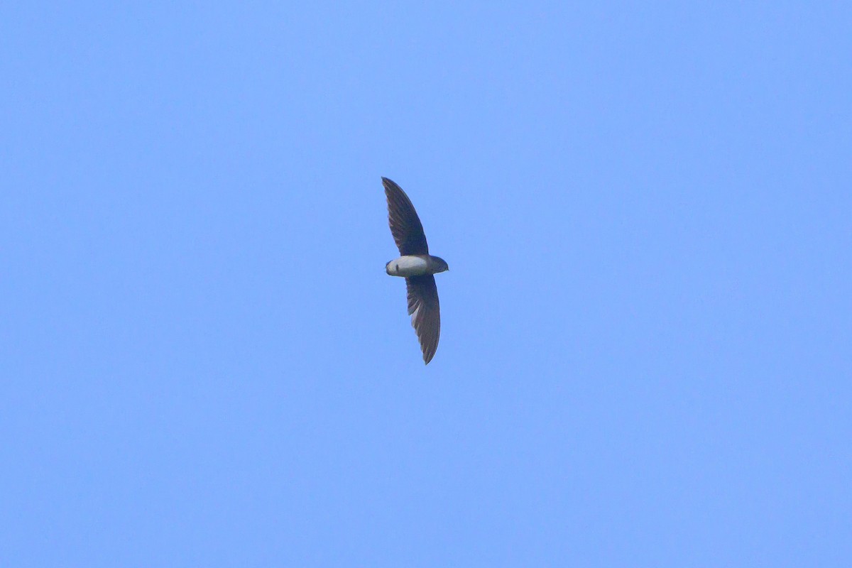 Колючехвост-нетопырь - ML646831464