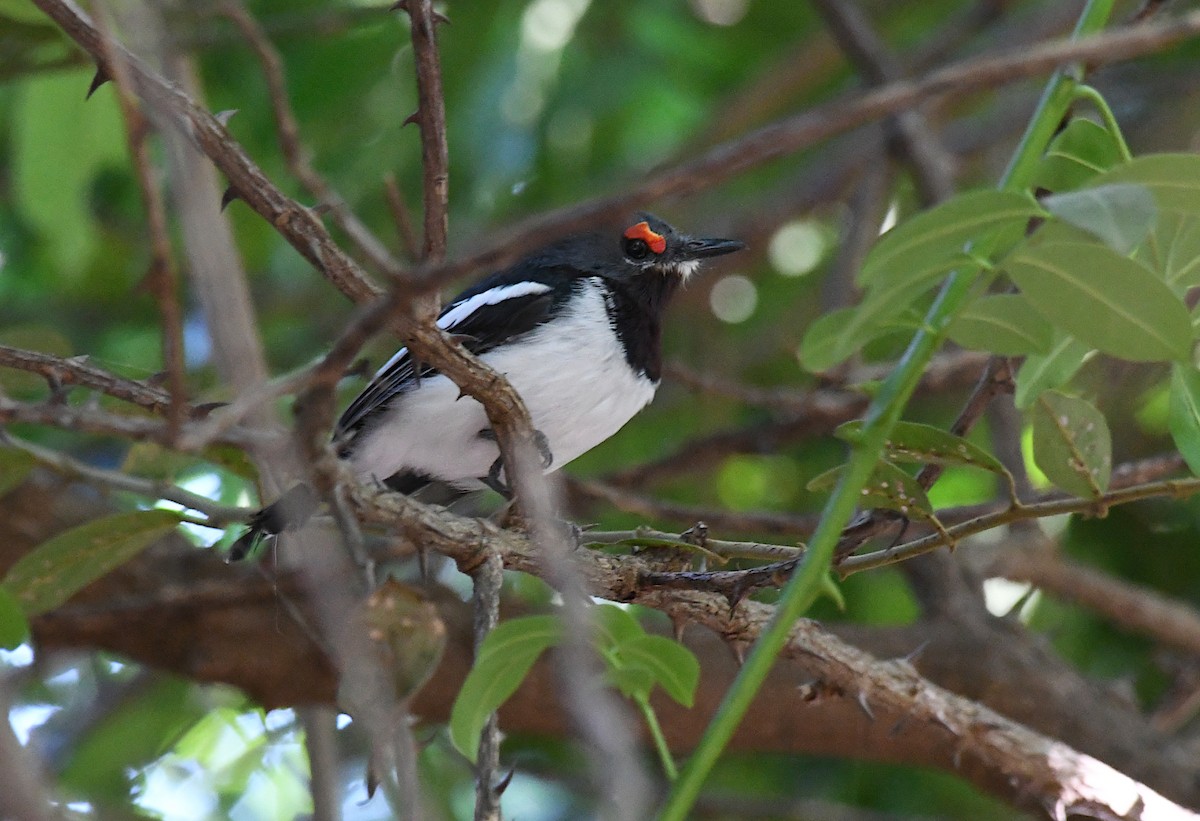 Очковая серёжкоглазка - ML646831475