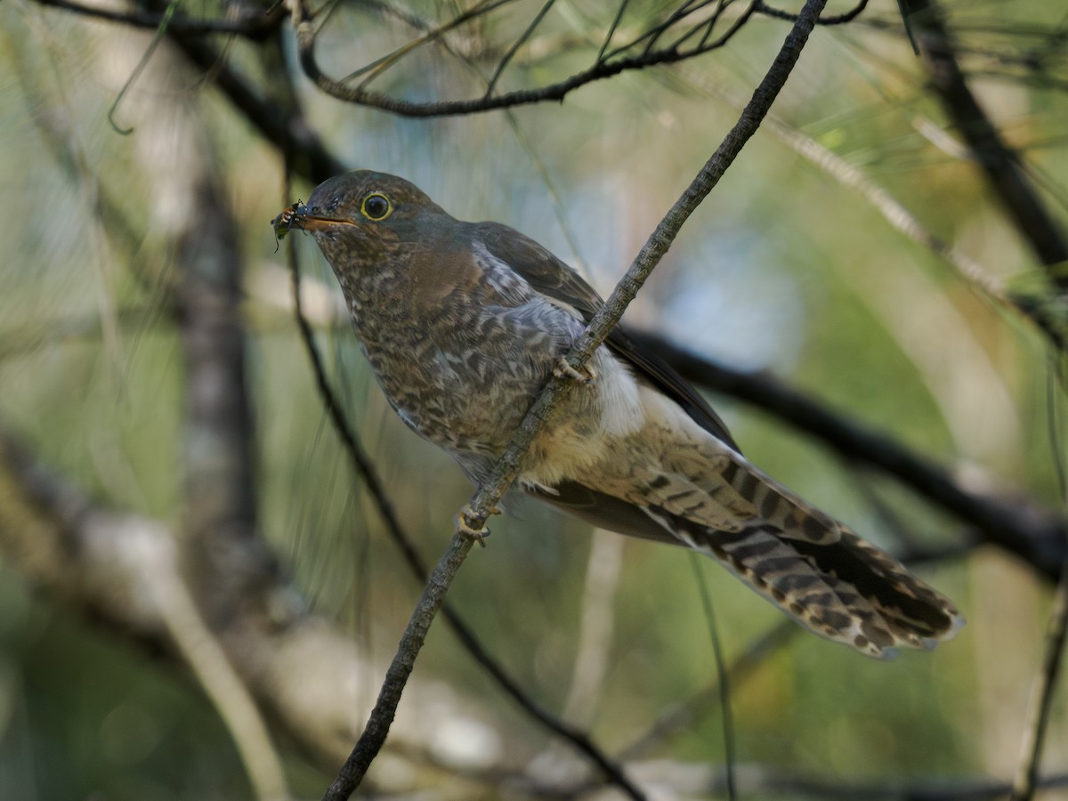 Fan-tailed Cuckoo - ML646831477