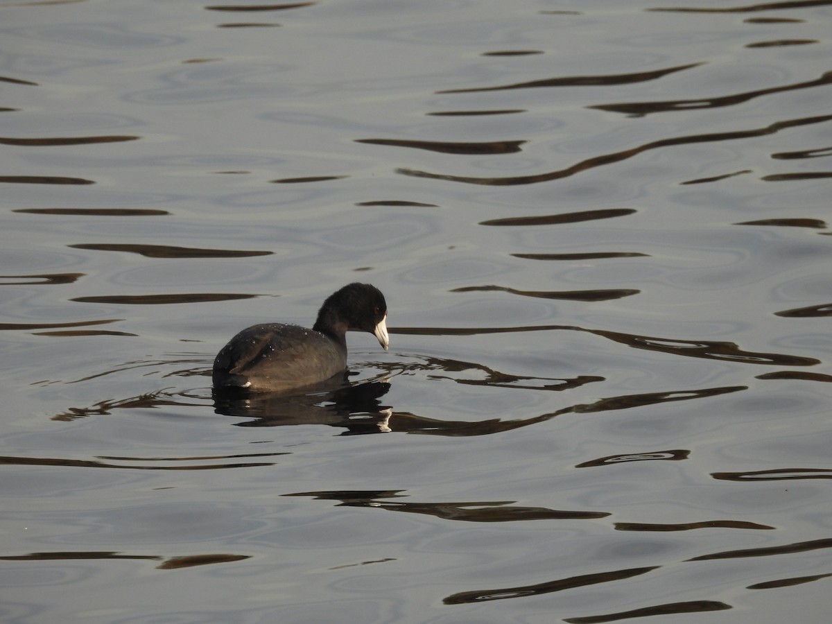 American Coot - ML646831480