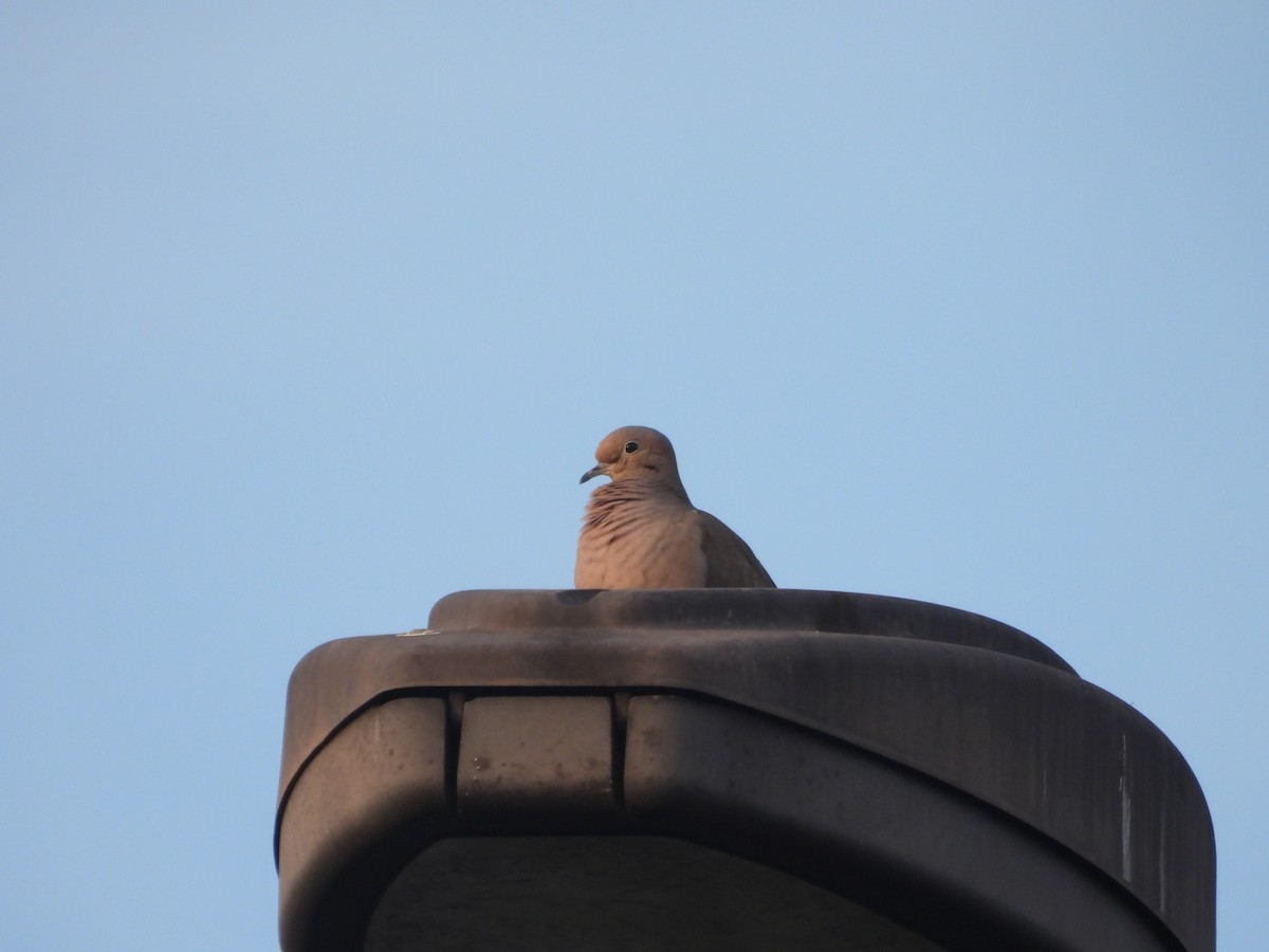 Mourning Dove - ML646831481