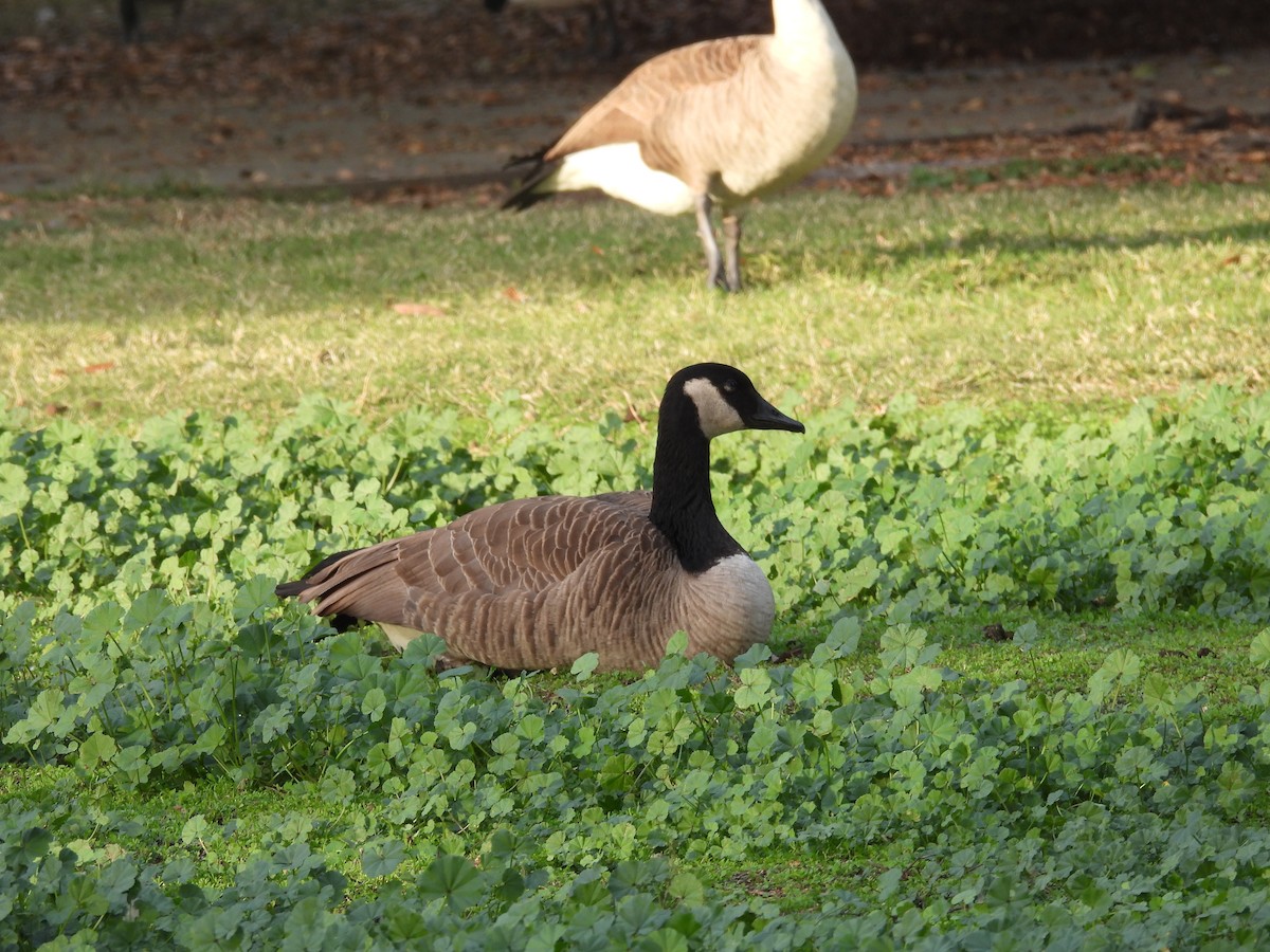 Канад галуу - ML646831483