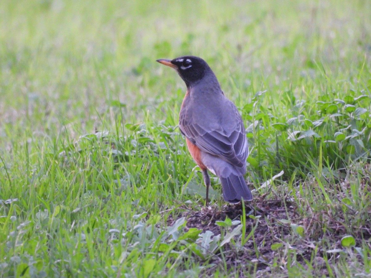 American Robin - ML646831486