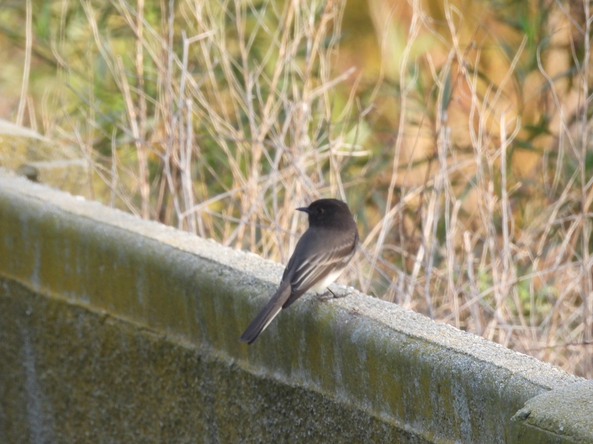 Black Phoebe - ML646831487