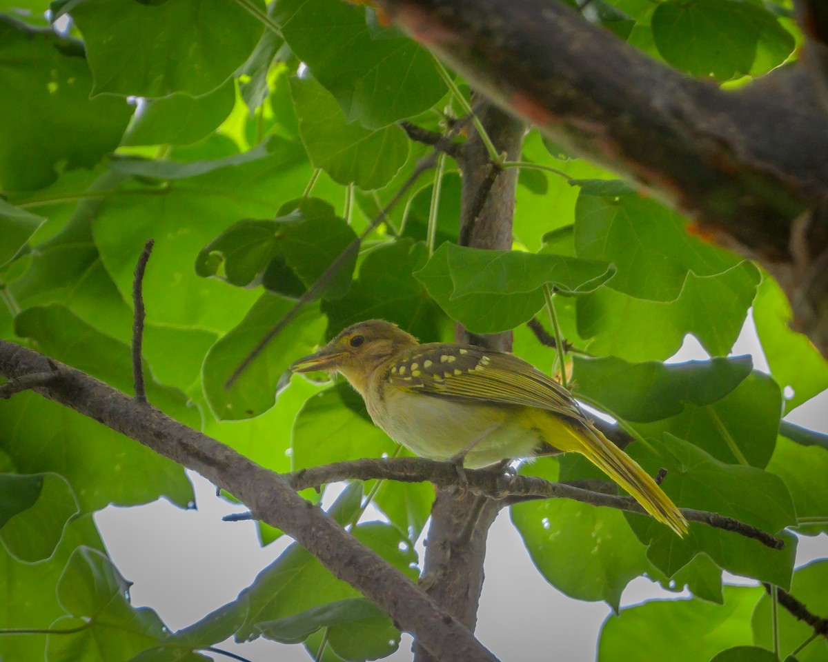 Буроголовый никатор - ML646831488