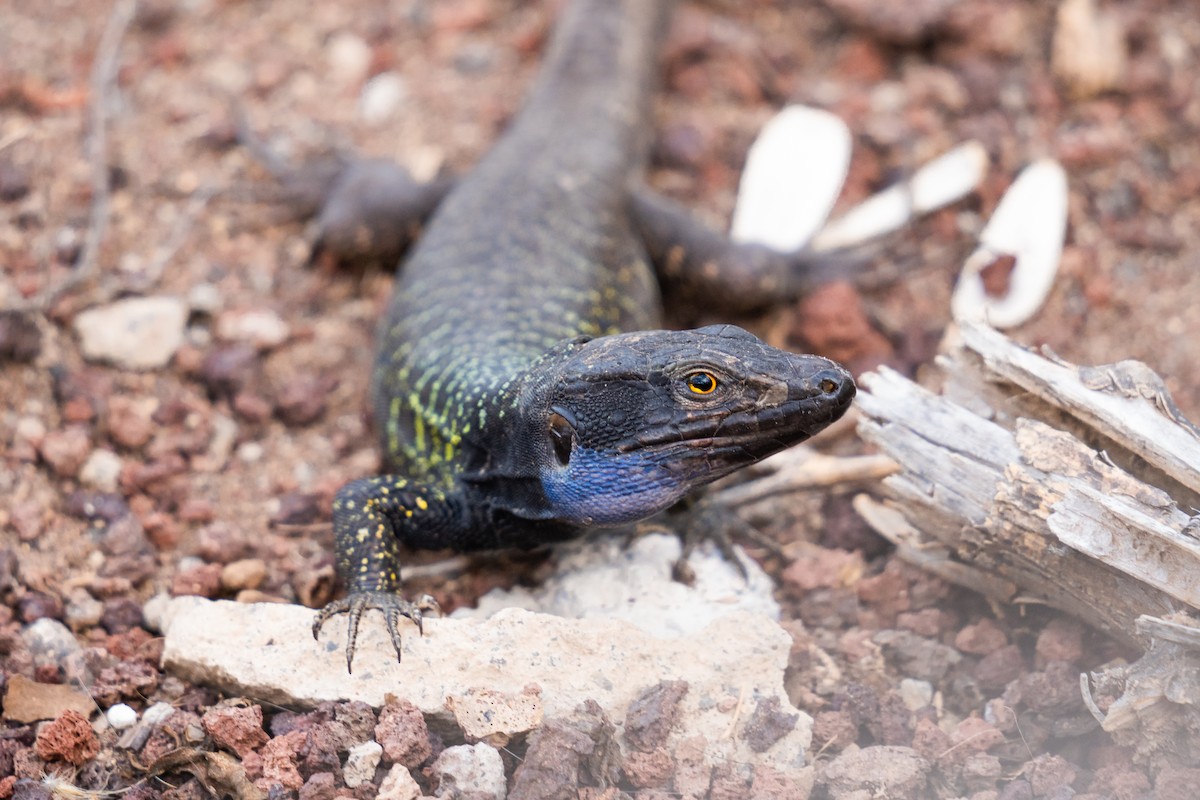 ニシカナリアカナヘビ - ML646831489