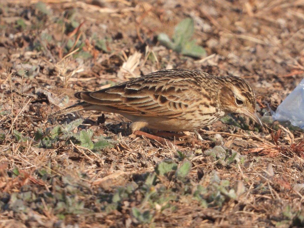 Oriental Skylark - ML646831491