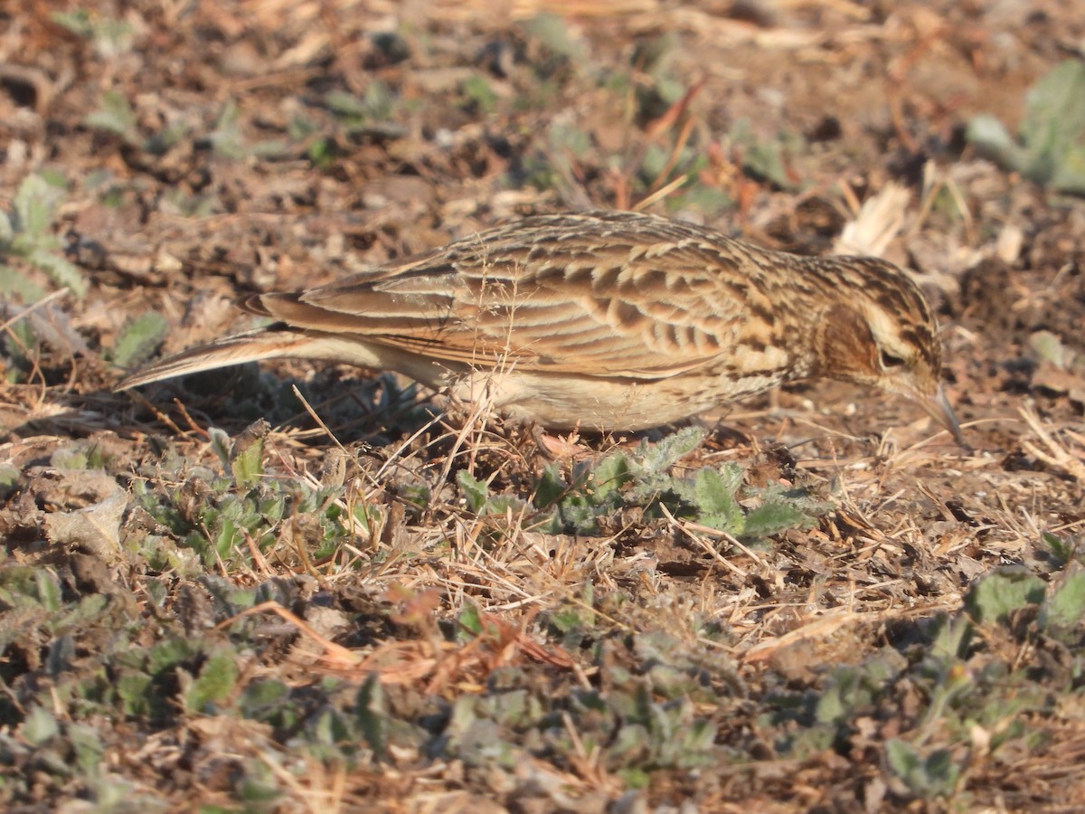 Oriental Skylark - ML646831492