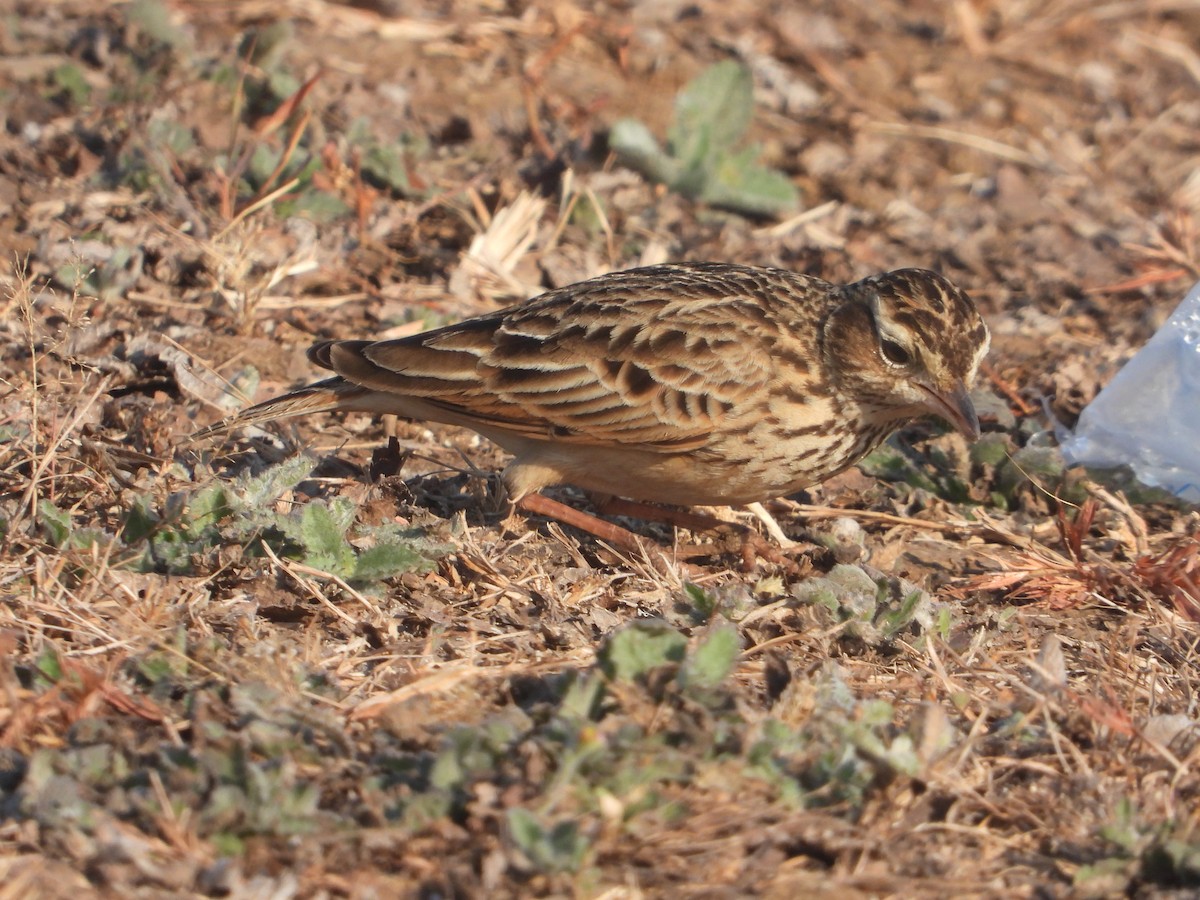 Oriental Skylark - ML646831493
