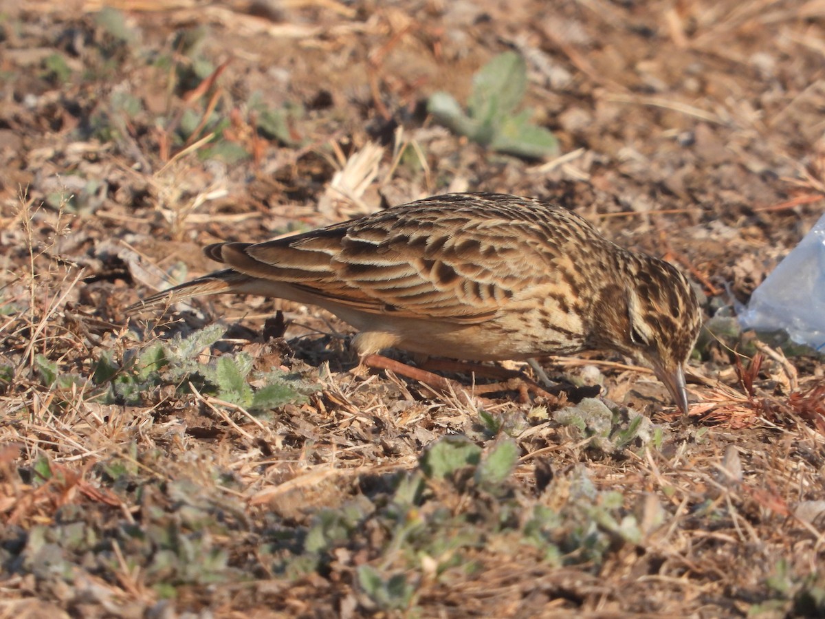 Oriental Skylark - ML646831494