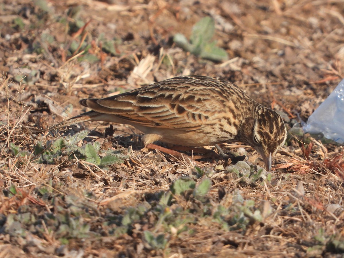Oriental Skylark - ML646831495