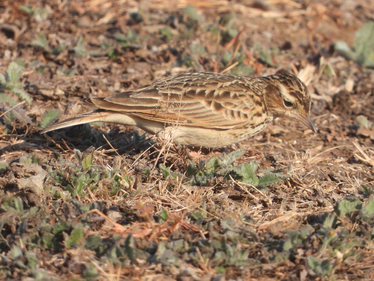 Oriental Skylark - ML646831496