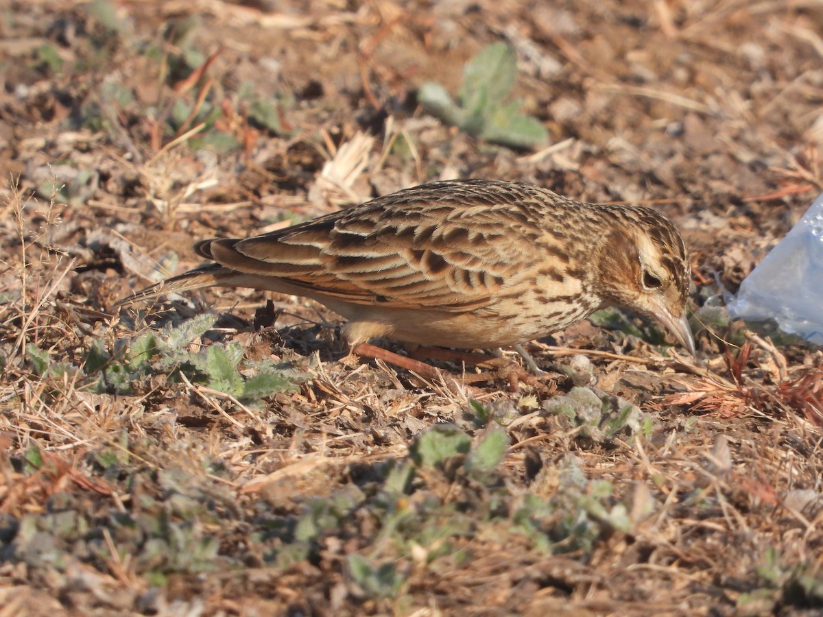 Oriental Skylark - ML646831497