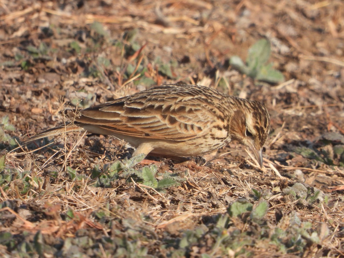 Oriental Skylark - ML646831498