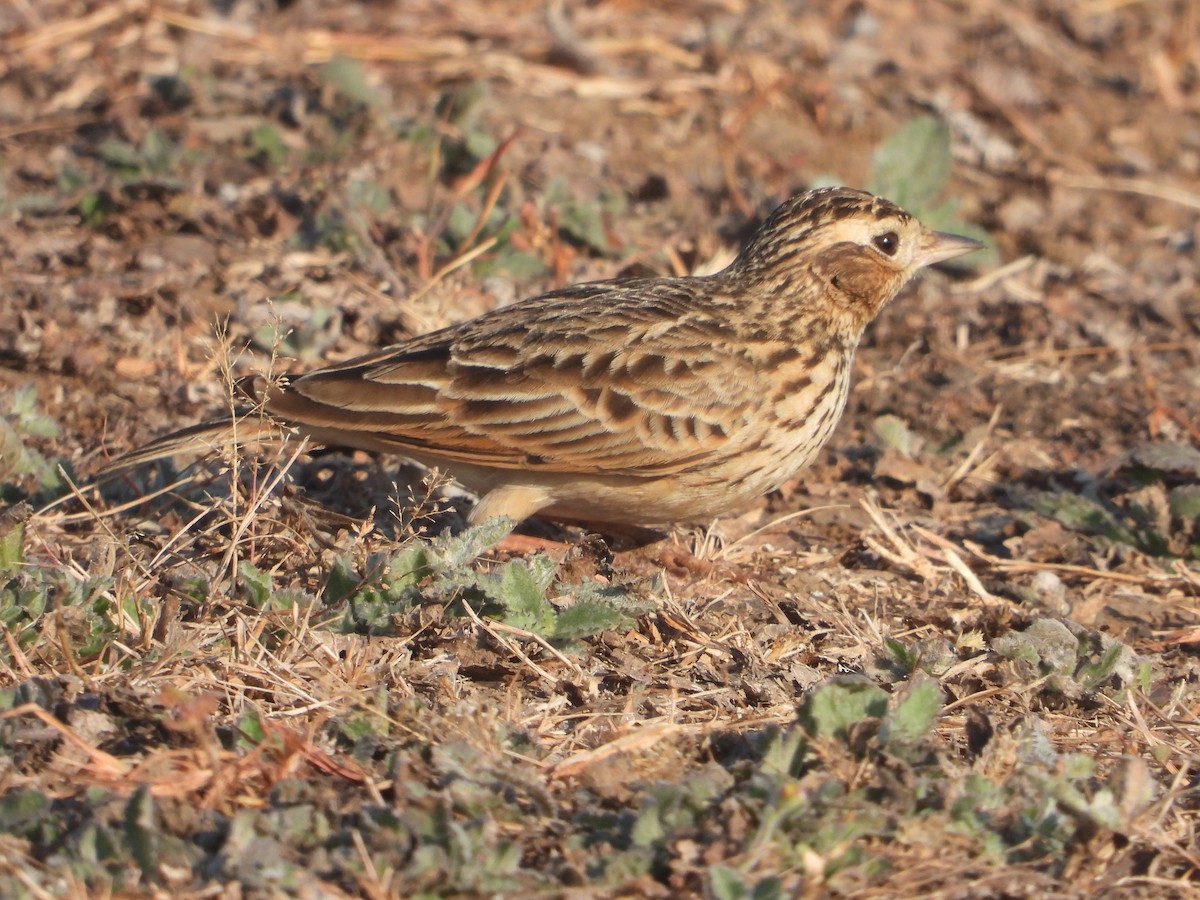Oriental Skylark - ML646831499