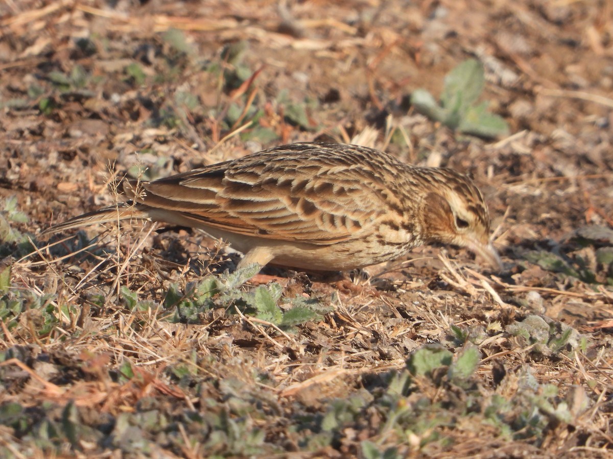 Oriental Skylark - ML646831500