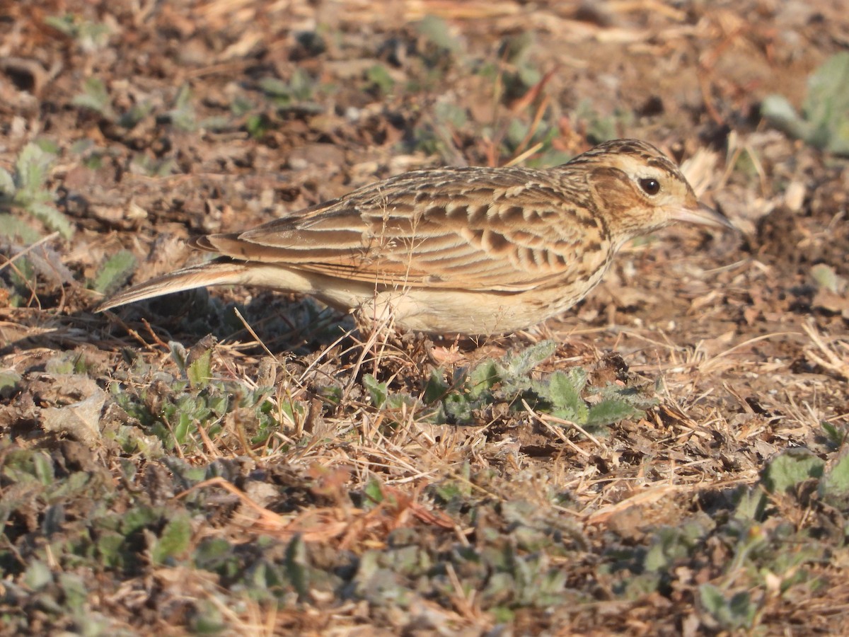 Oriental Skylark - ML646831501