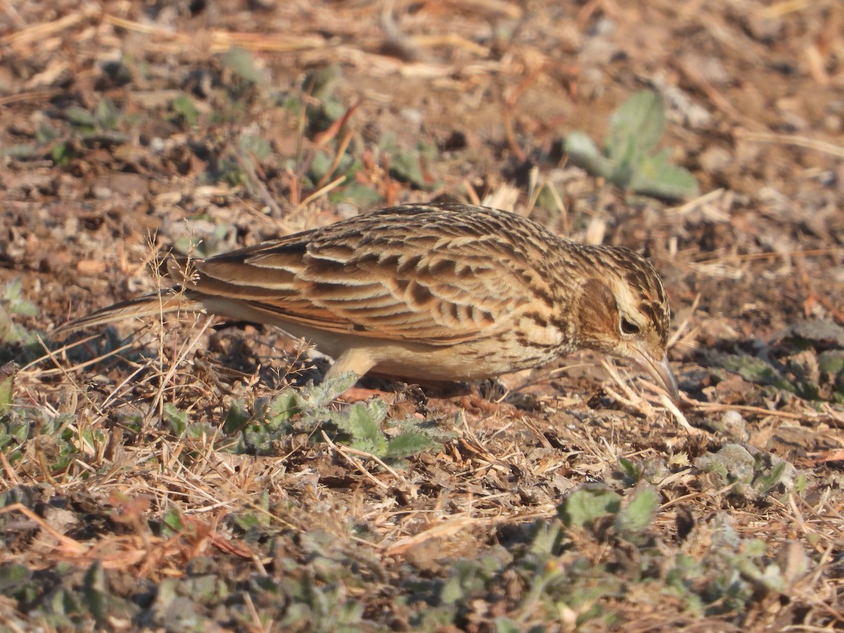 Oriental Skylark - ML646831502