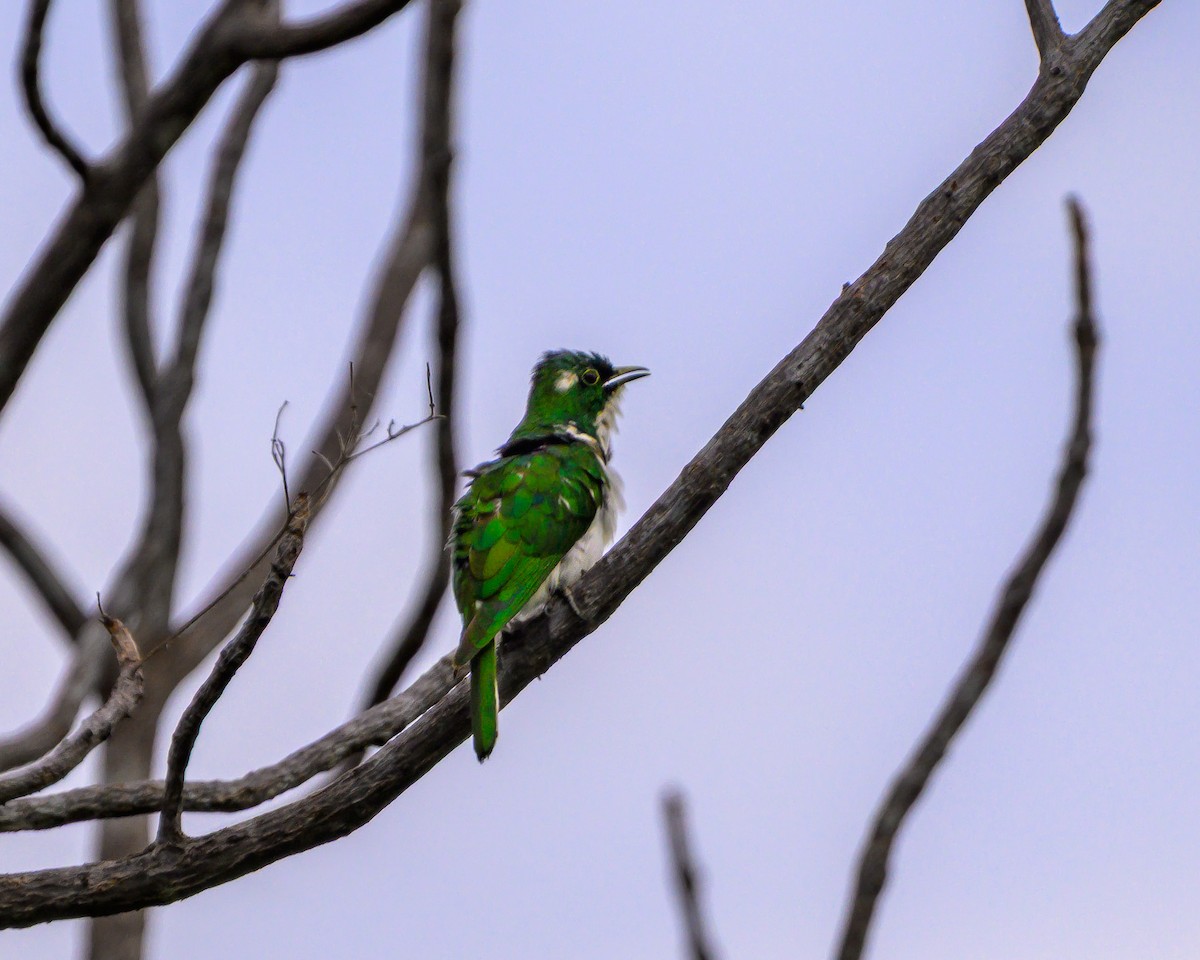 Белобрюхая кукушка - ML646831503