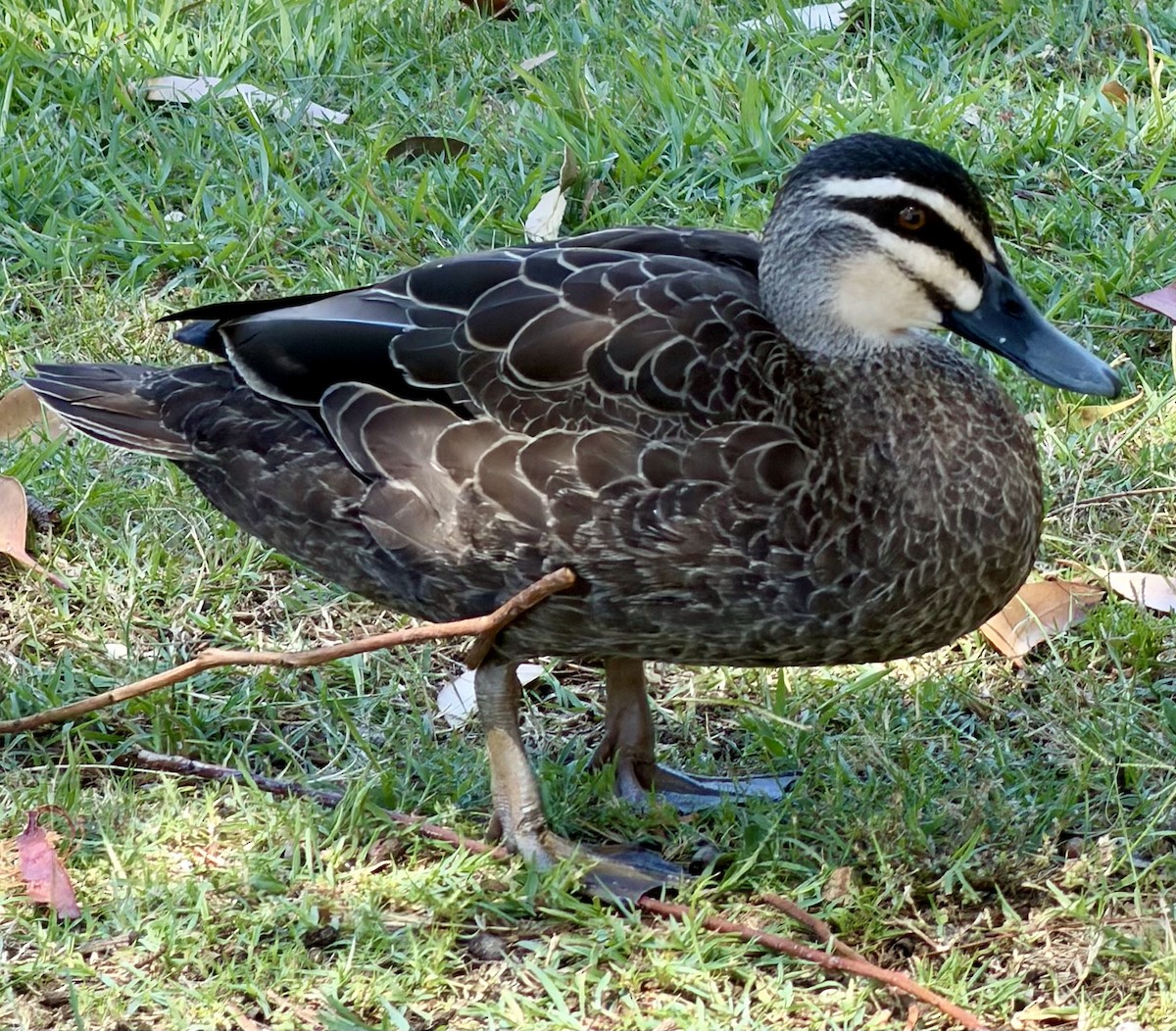 Pacific Black Duck - ML646831506
