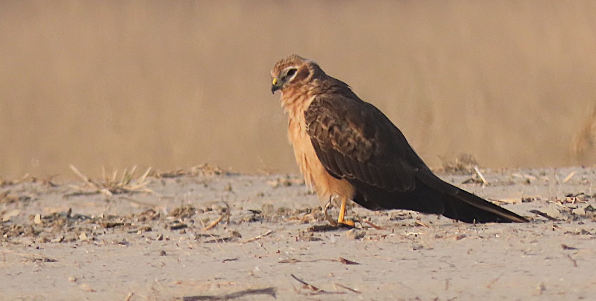 Луговой лунь - ML646831507