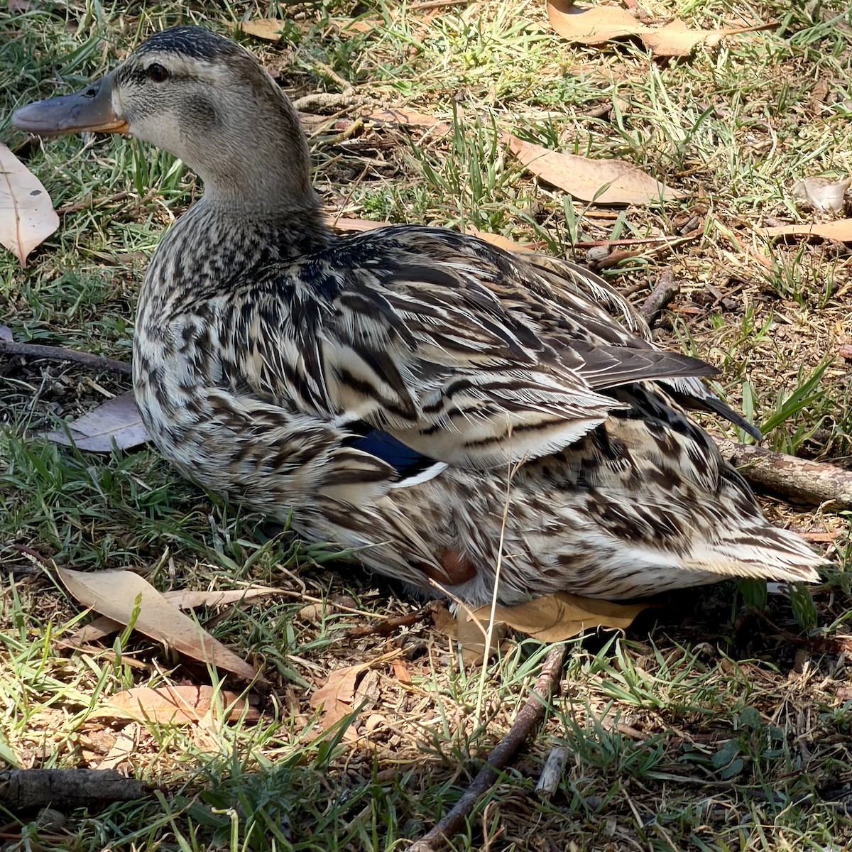 Pacific Black Duck x Mallard (hybrid) - ML646831508