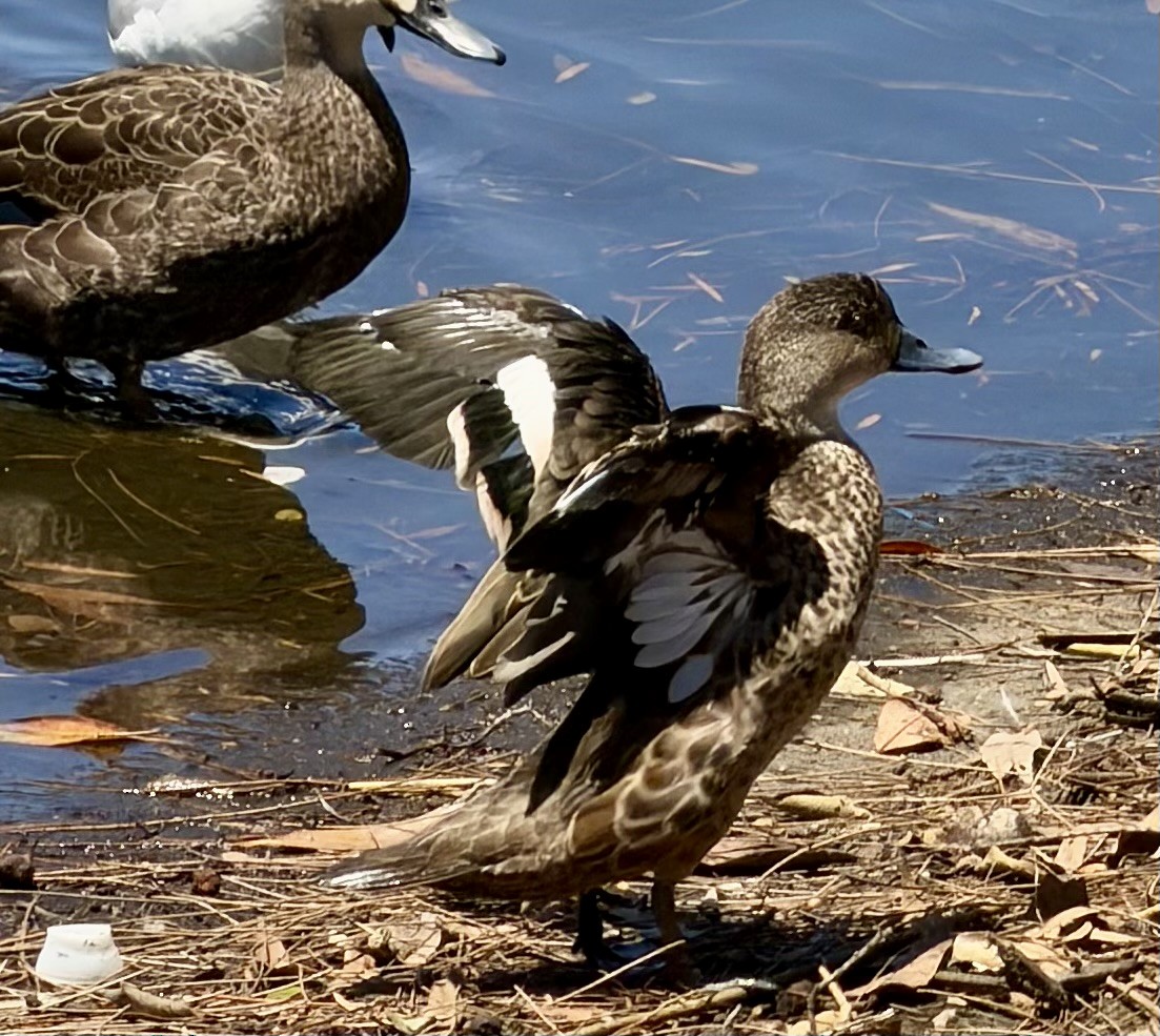 Gray Teal - ML646831510