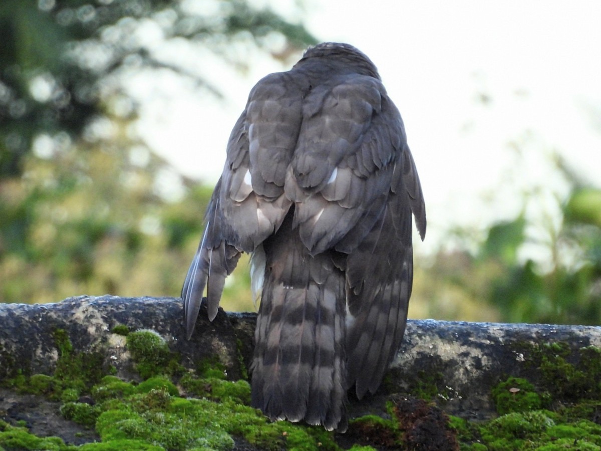 北雀鷹 - ML646831512