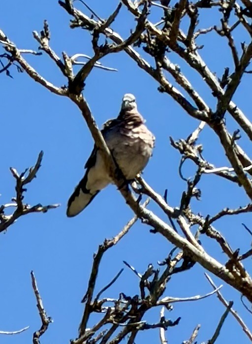 Spotted Dove - ML646831513