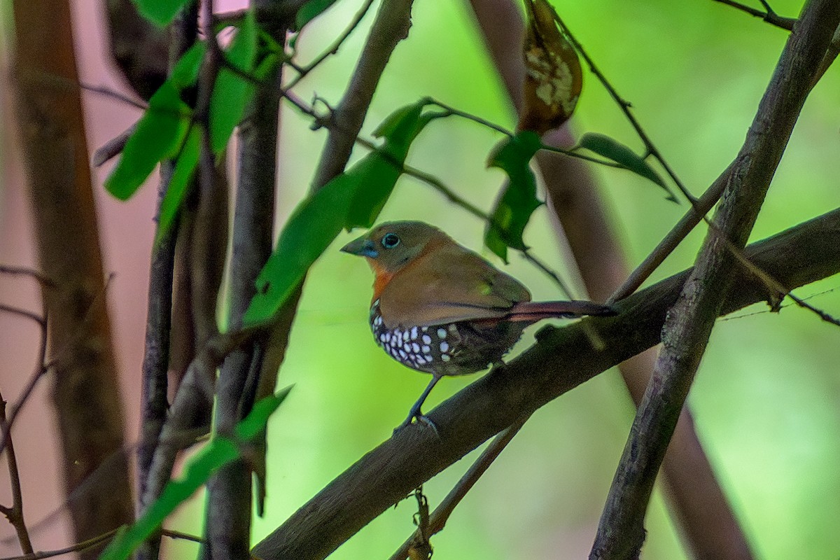 Красногрудый жемчужник - ML646831514