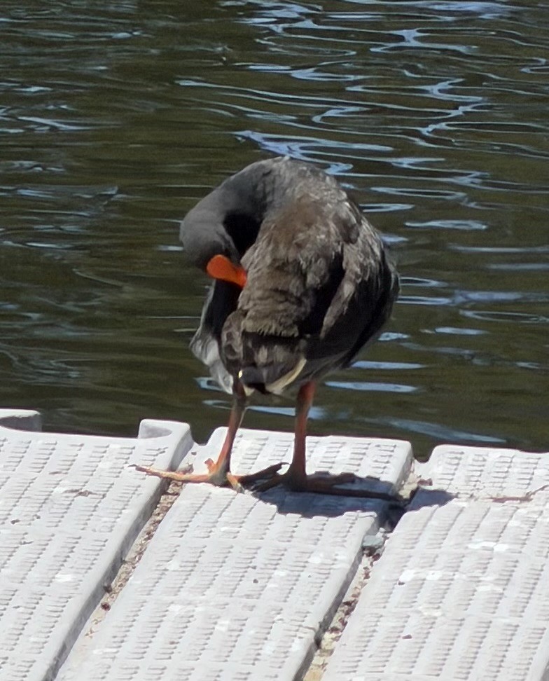 Dusky Moorhen - ML646831516