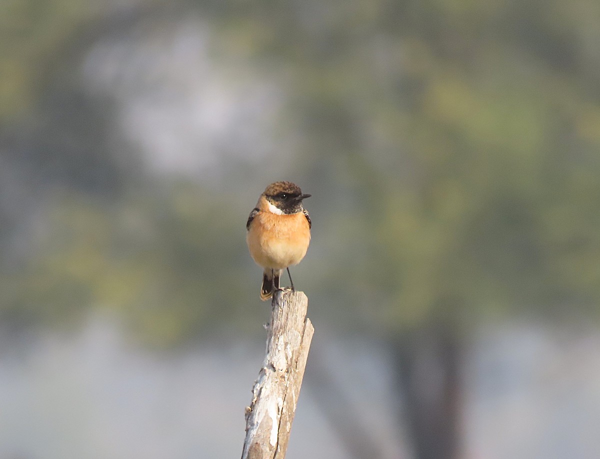 Siberian Stonechat - ML646831517