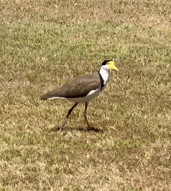 Masked Lapwing - ML646831519