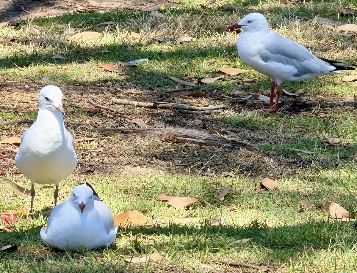 Silver Gull (Silver) - ML646831521