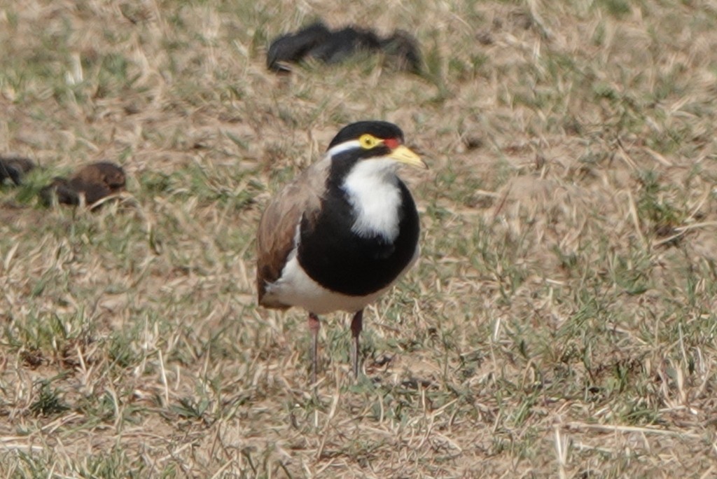 Banded Lapwing - ML646831522