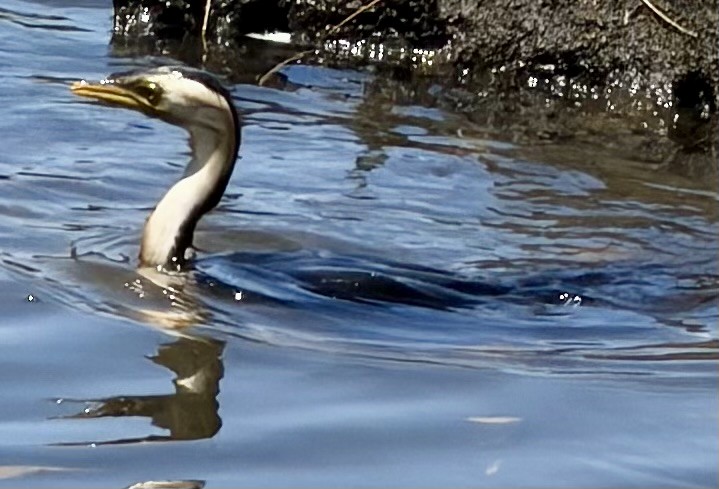 Little Pied Cormorant - ML646831524