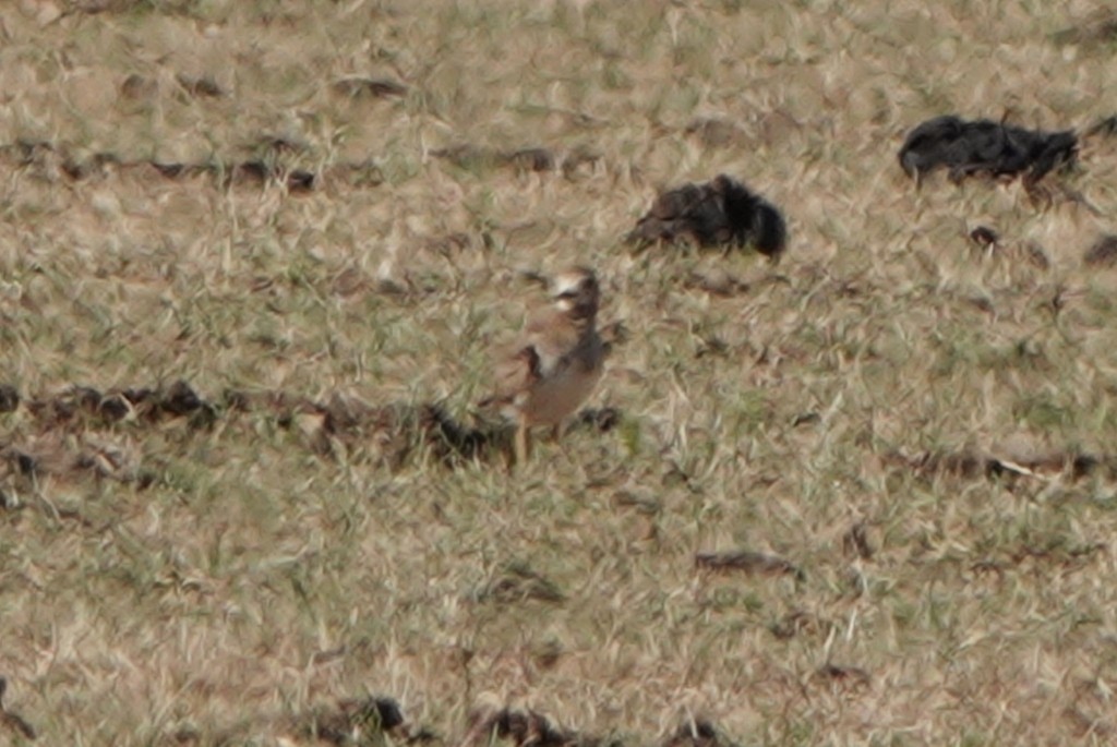 Oriental Plover - ML646831525