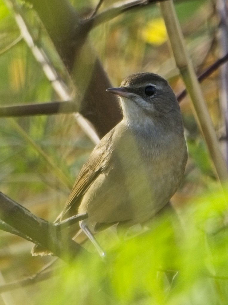 Papogorri siberiarra - ML646831526