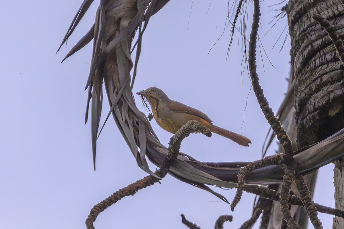 Collared Palm-Thrush - ML646831528