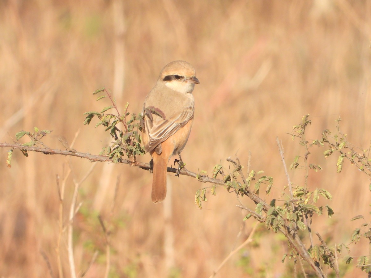 Isabellwürger - ML646831531