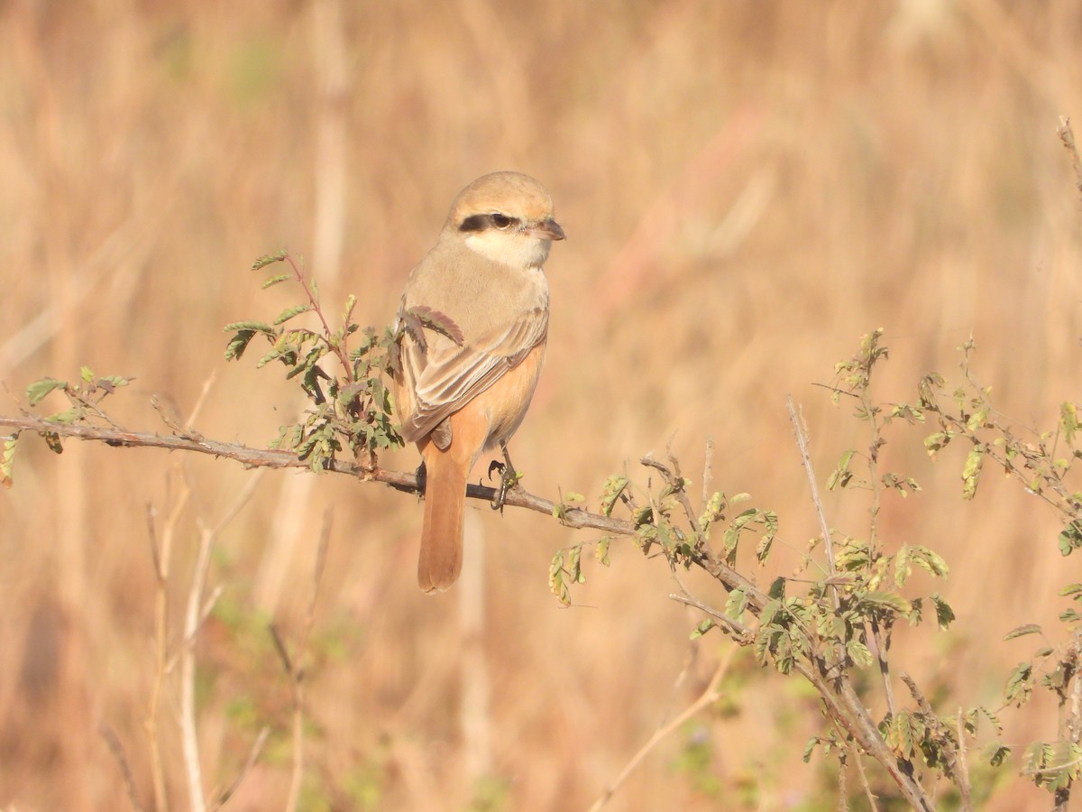 Isabellwürger - ML646831532