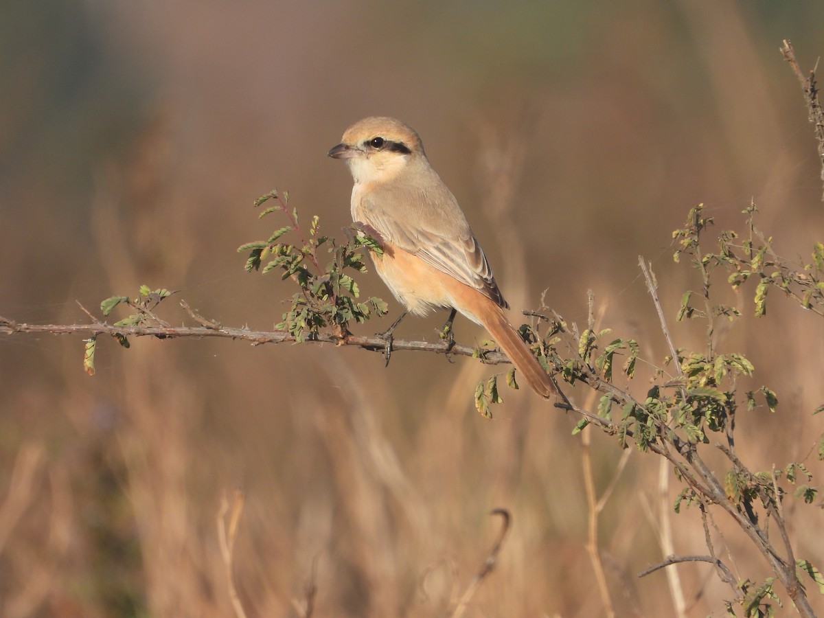 Isabellwürger - ML646831533