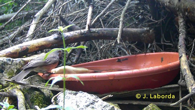 סבכי שחור-ראש - ML646831534