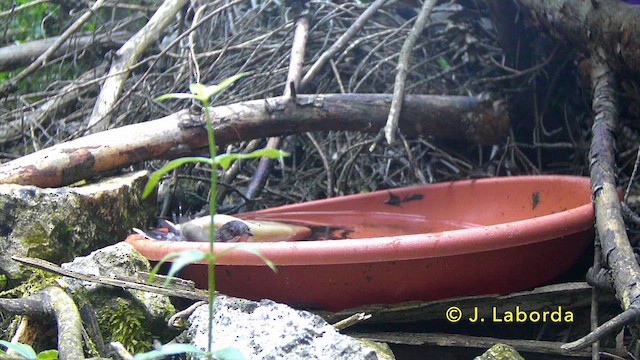 סבכי שחור-ראש - ML646831535