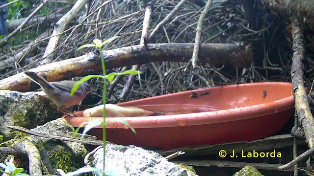 סבכי שחור-ראש - ML646831536