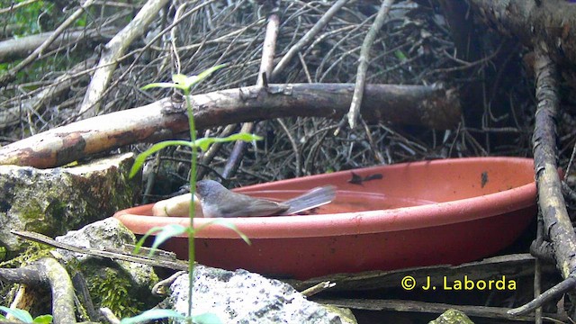סבכי שחור-ראש - ML646831537