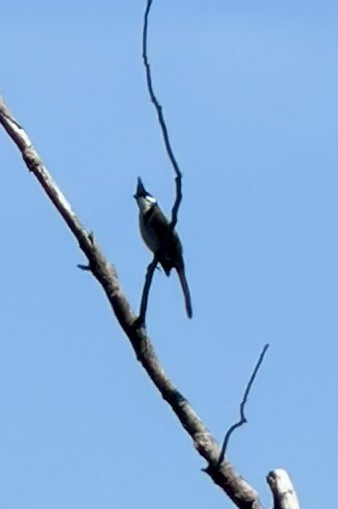 Red-whiskered Bulbul - ML646831539
