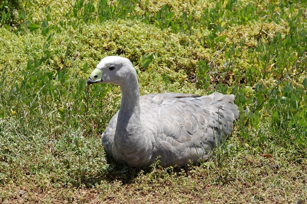 Cape Barren Goose - ML646831540